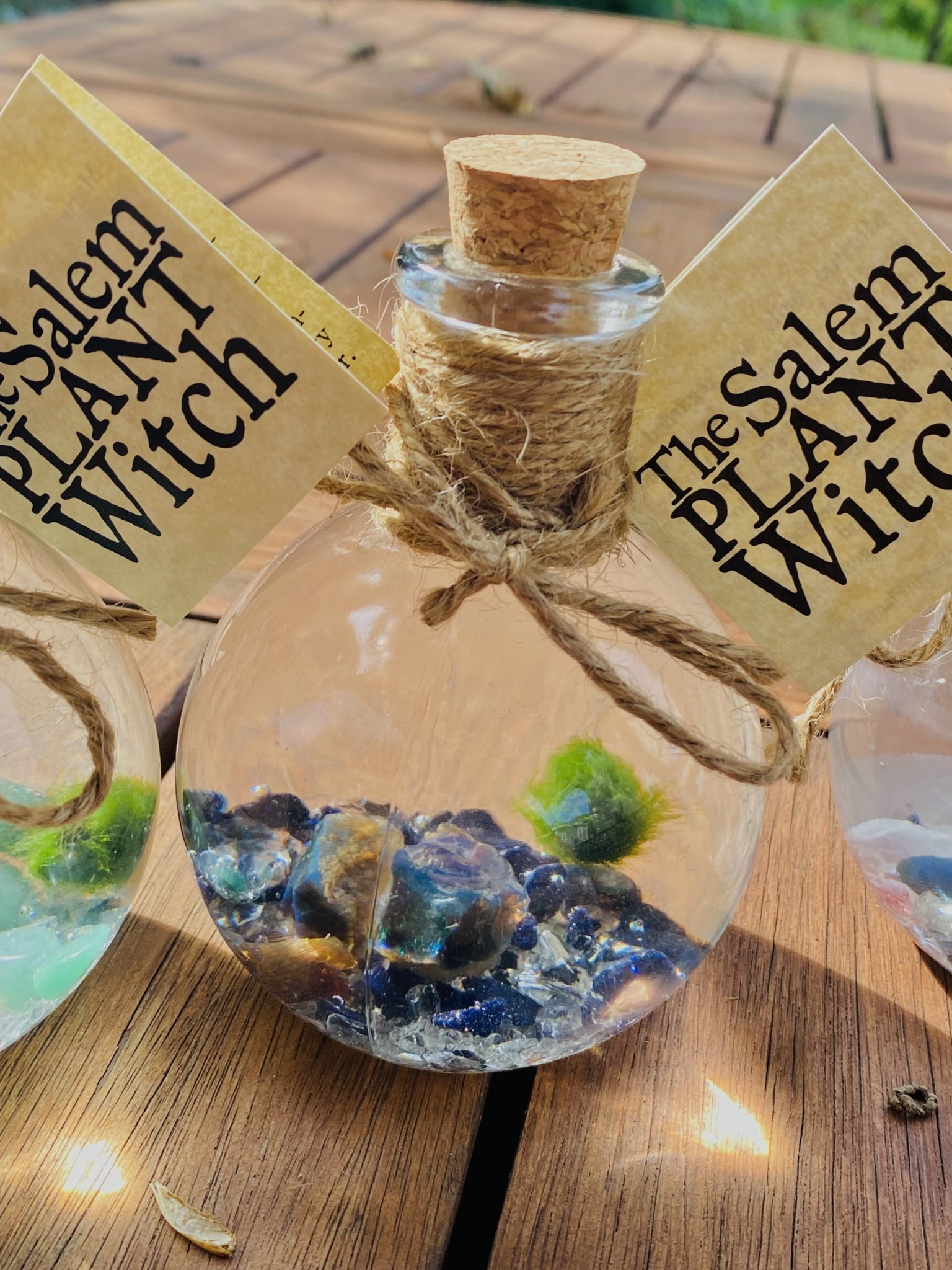 Sea Witch ⋆ Salem Plant Witch